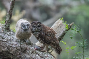 Threatened Northern Spotted Owls