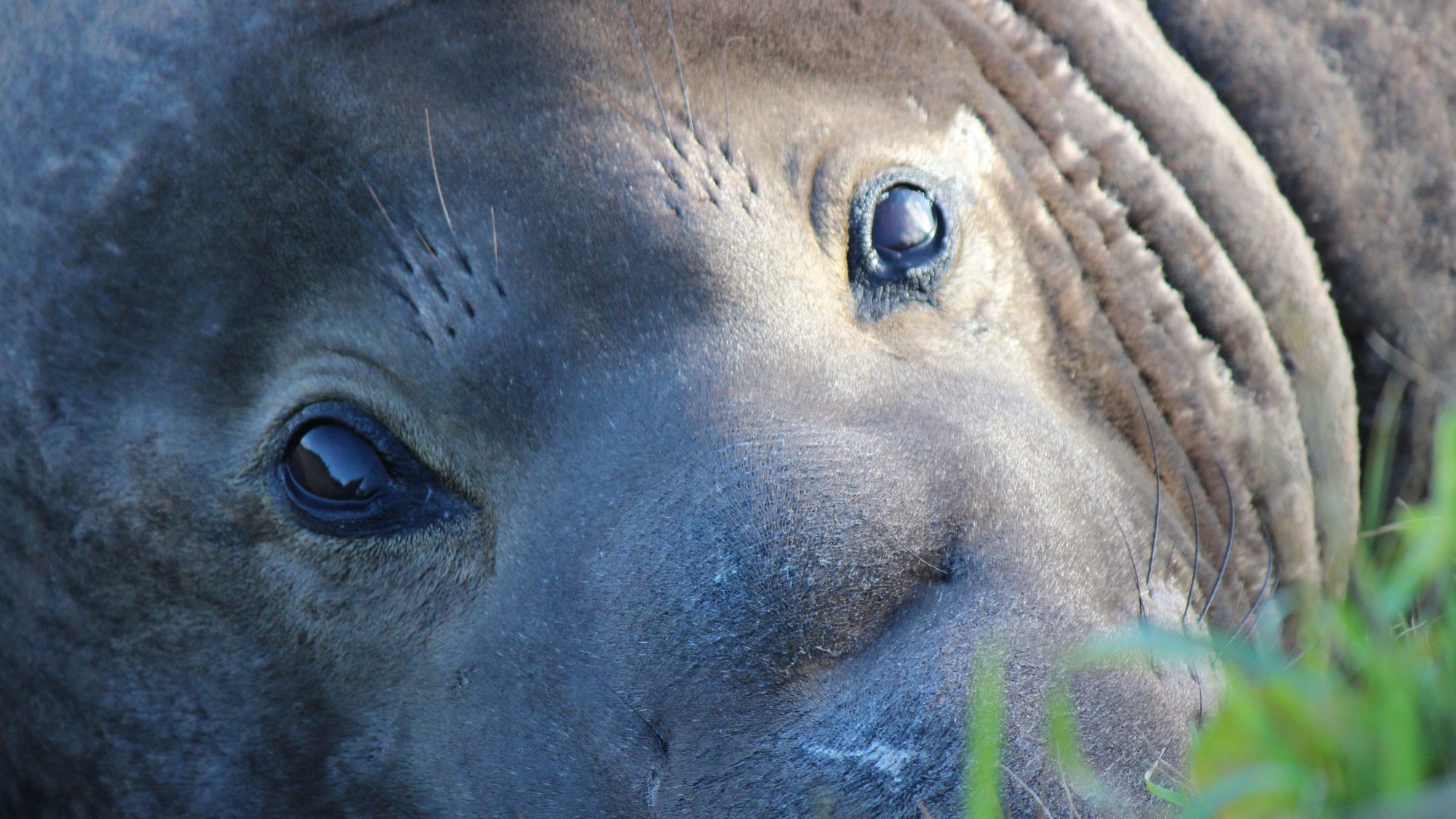 Elephant Seal 2