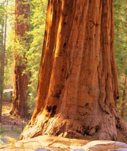 Giant Sequoia Tree