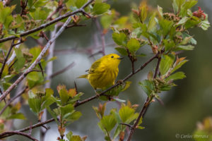 Yellow Warbler Migrates Between South America and Canada