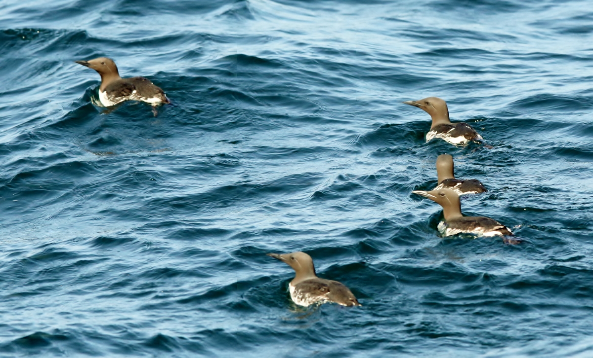 *Common Murre- Uria aalge (Alcidae) - Public Lands Conservancy