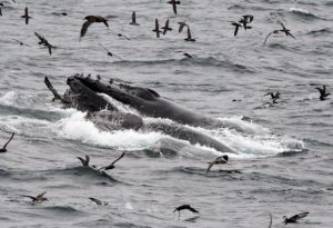 Humpback whale protected by marine sanctuary waters