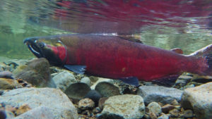 Coho Salmon Spawing